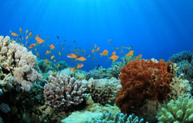 Cambio climático podría terminar con los arrecifes de coral