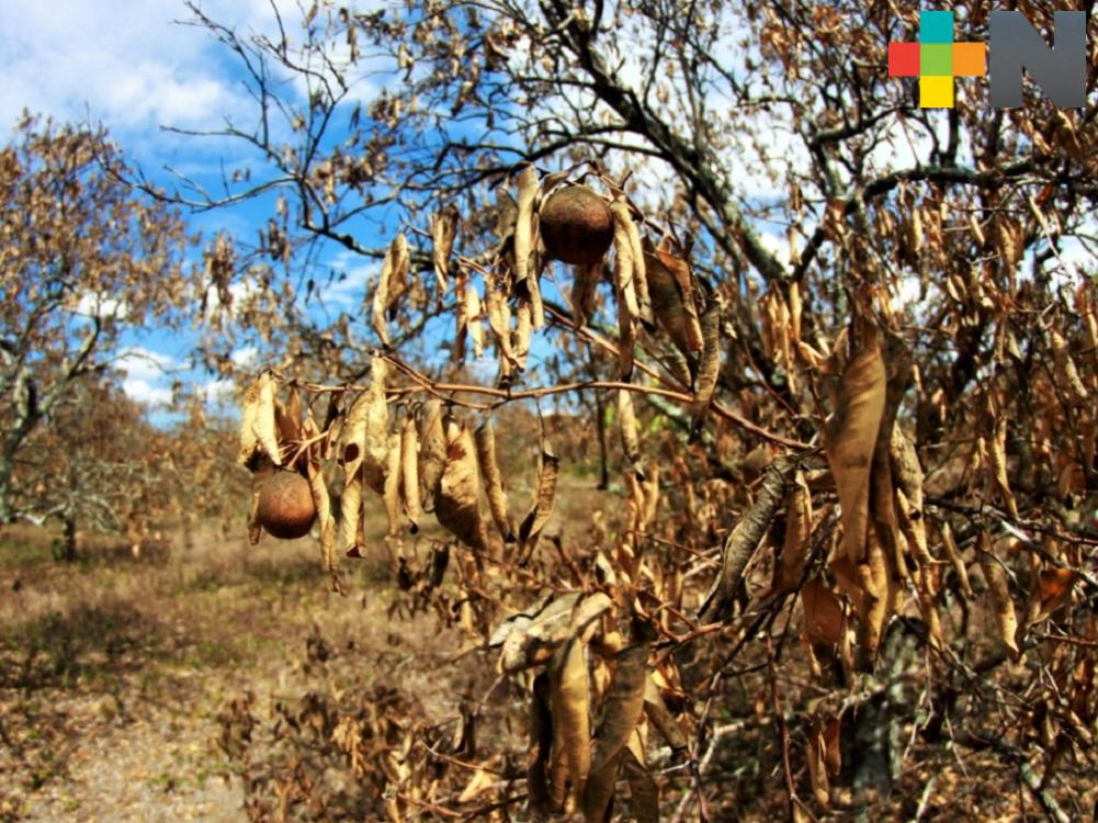 Aseguradora supervisa daños a la citricultura en Misantla y Martínez de la Torre