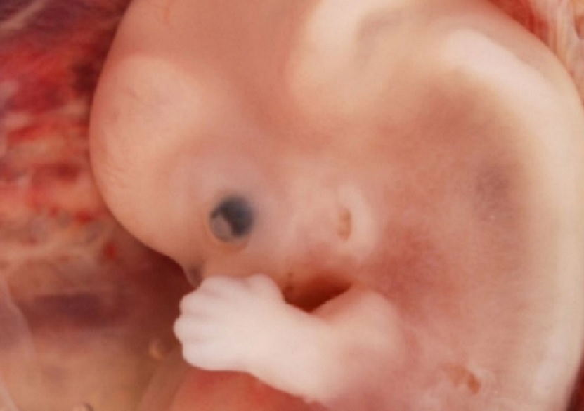 Crean embriones a partir de una célula de la oreja de un ratón