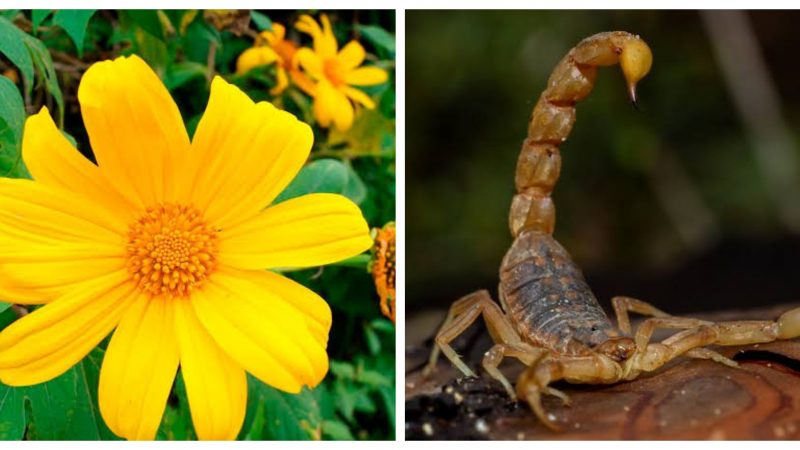 Buscan moléculas contra cáncer en plantas de árnica y toxinas de alacrán