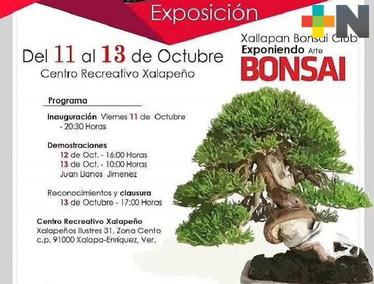 En Xalapa realizarán primera exposición de árboles bonsái