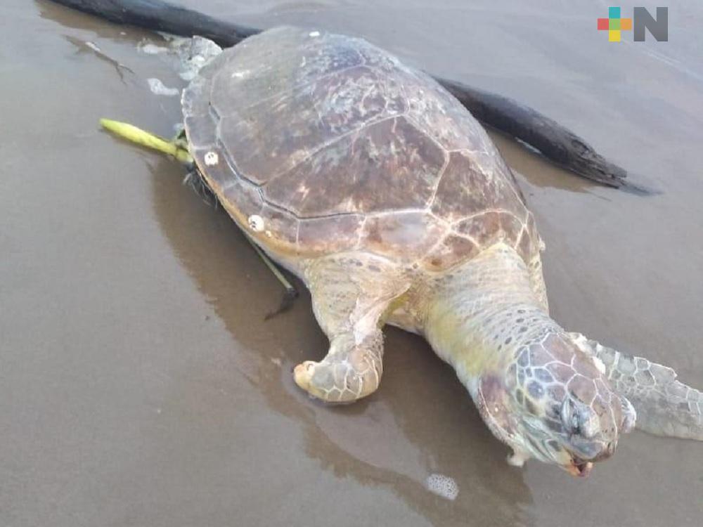 Encuentran tortuga marina muerta en playa de Coatzacoaclos