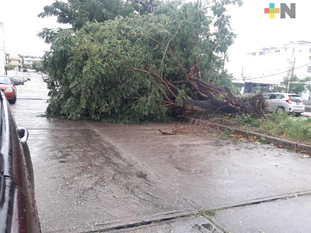 FF 7 ocasiona caída de árboles, deslaves y anegaciones en Coatzacoalcos