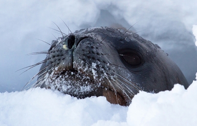 Rescatan a 50 focas heridas por redes en costas británicas