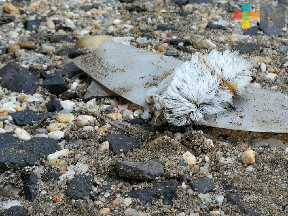 «Gusanos de pollo» ponen en alerta a vecinos de la colonia Constituyentes de Coatzacoalcos