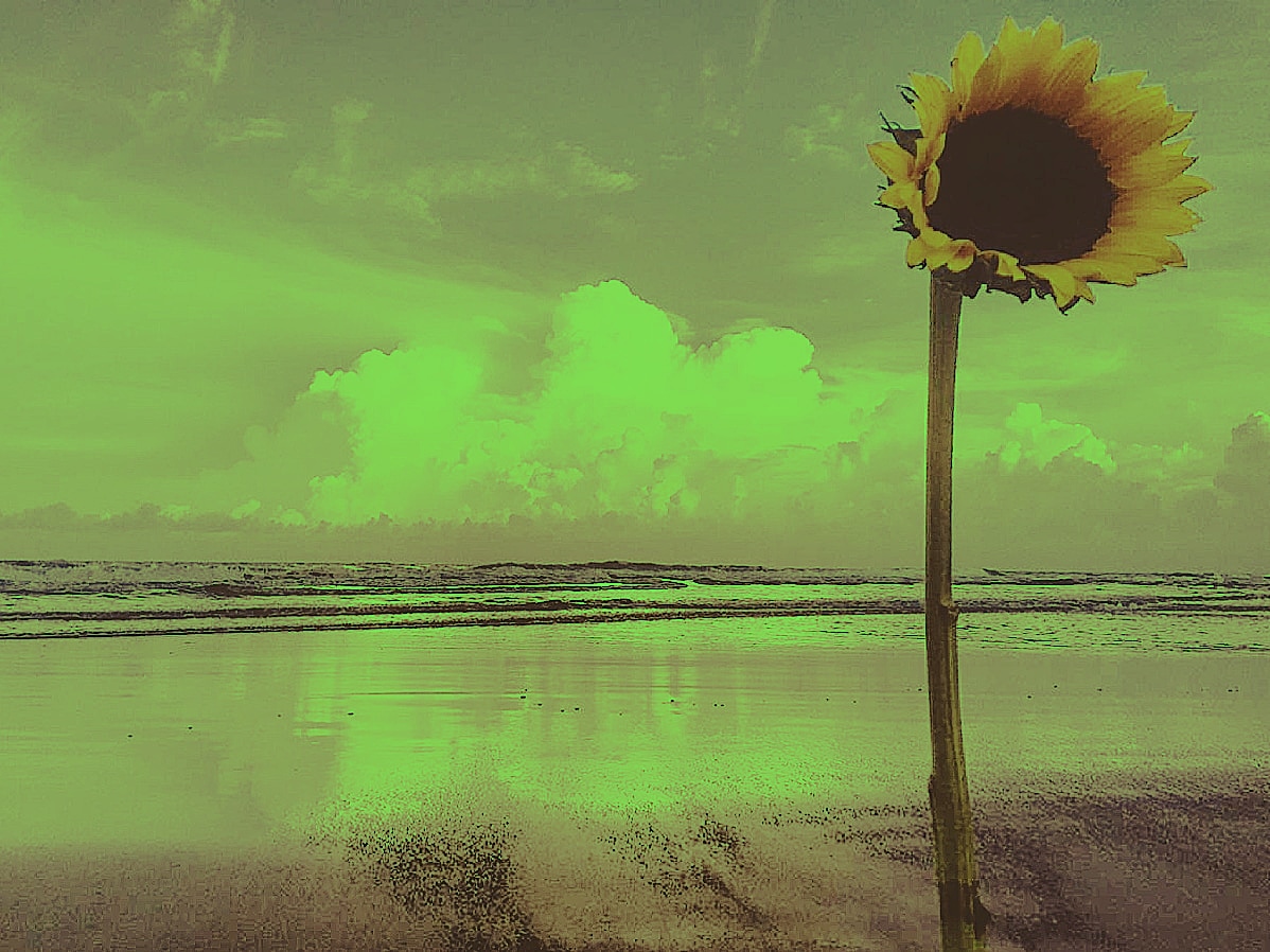 Helianthus annuus, Úrsulo Galván