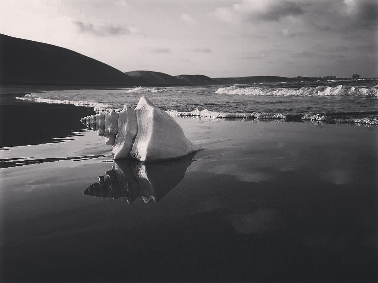 Caracol de mar, Chachalacas