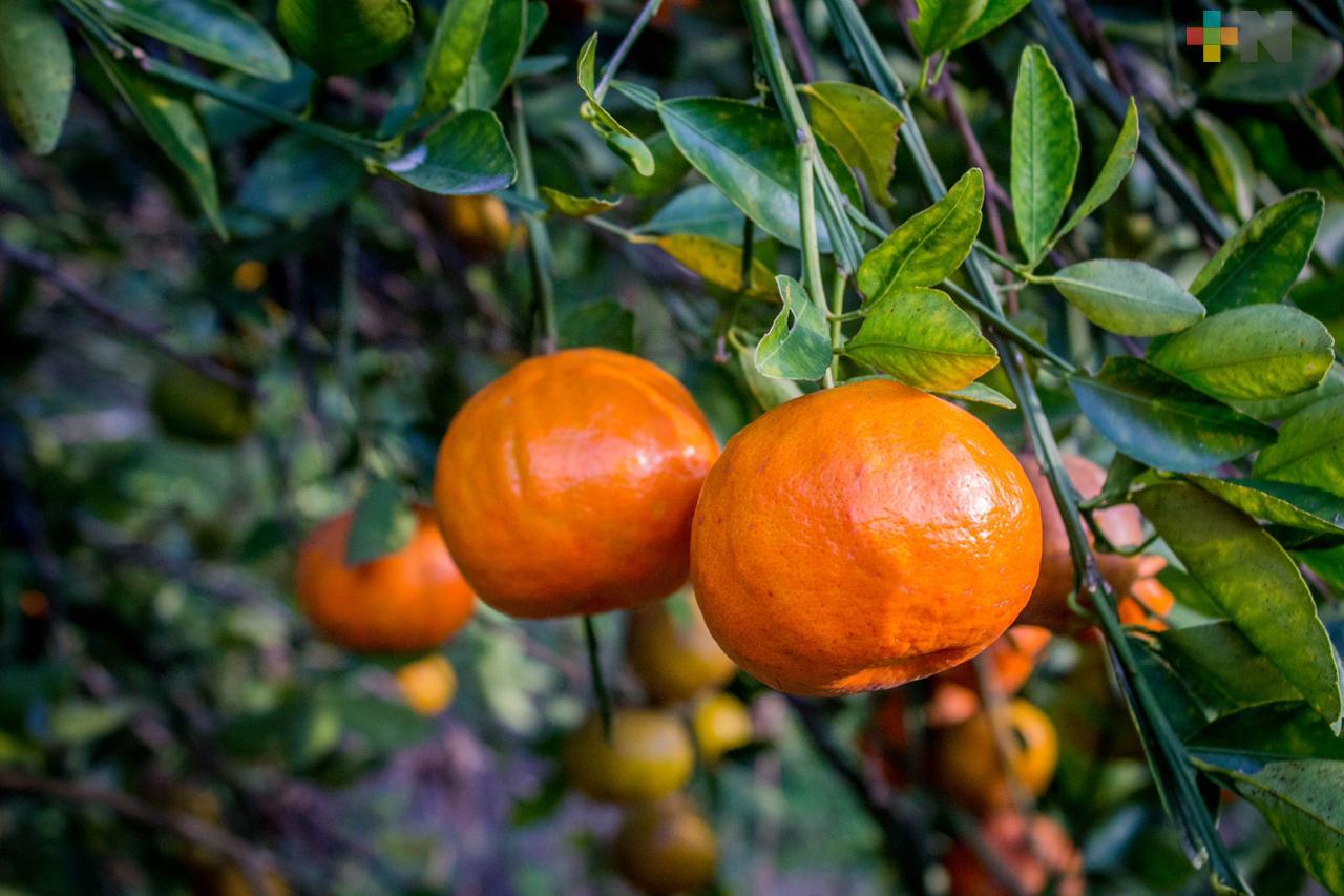 Mandarina, el cítrico más afectado por la sequía en  Veracruz: Sedarpa