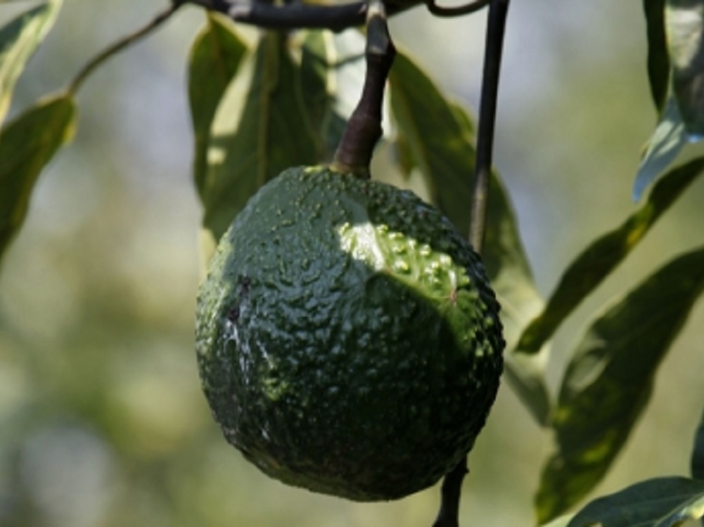 En Veracruz promoverán ley que respalde producción y mercado del aguacate