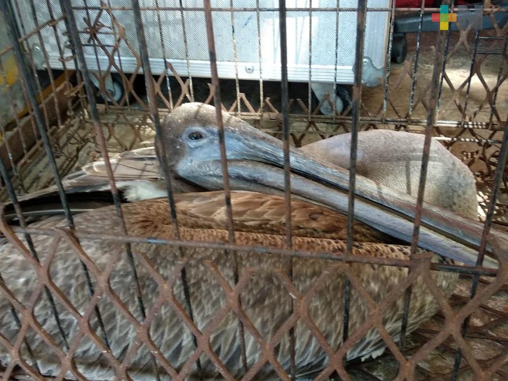 PC Coatzacoalcos rescata aves de distintas especies