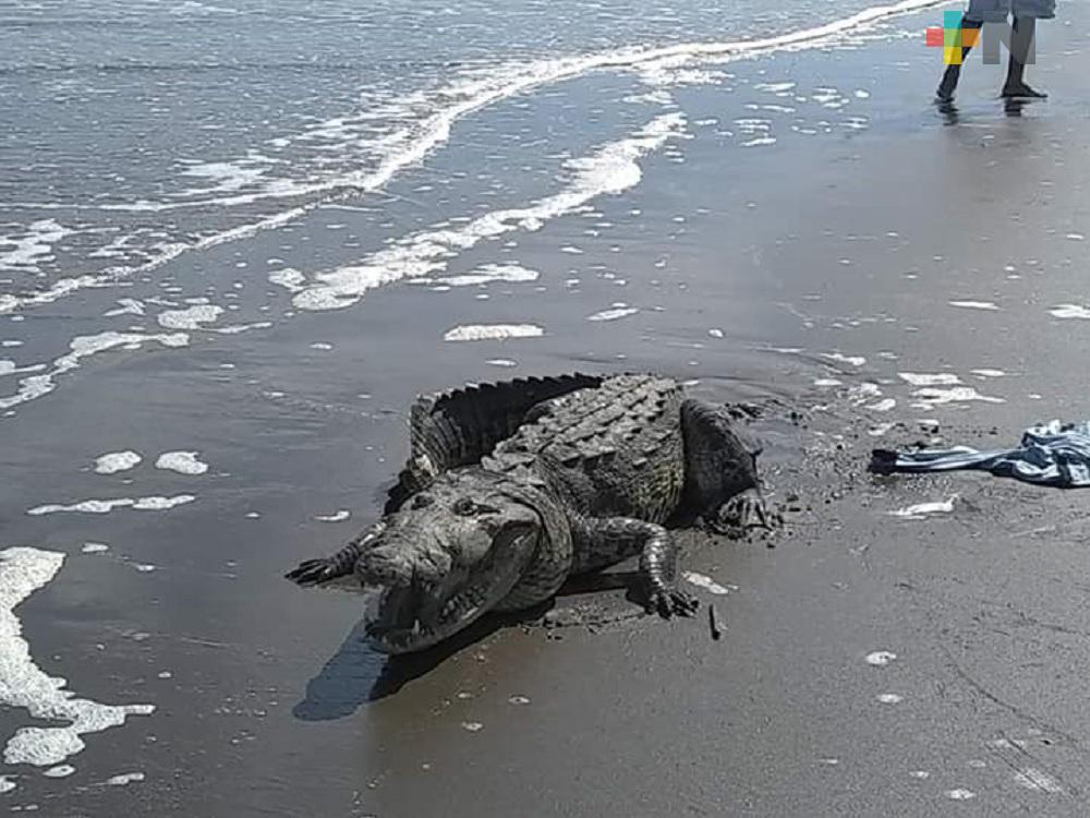 Capturan a cocodrilo en playa de Tecolutla