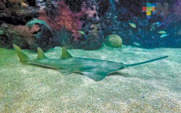 Nombran “Pristila” al pez sierra del Acuario de Veracruz