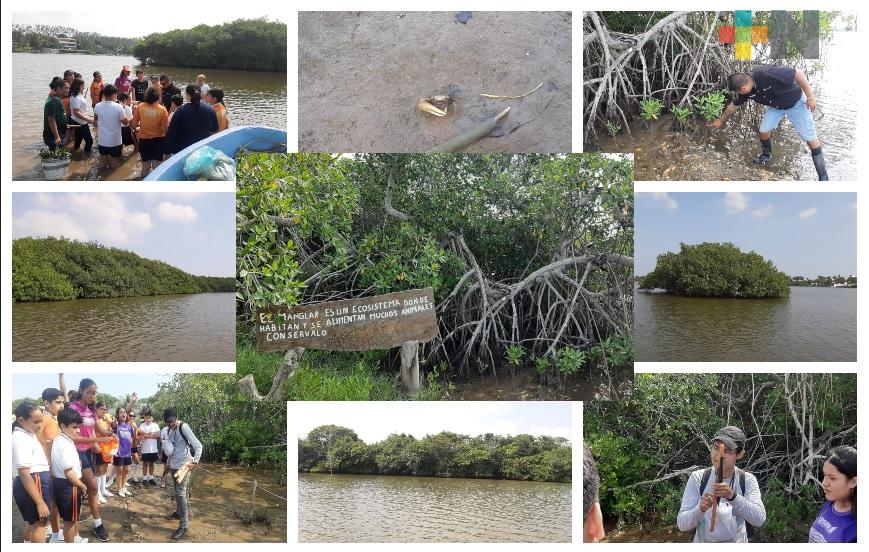 Reforestan 2.5 hectáreas de manglar en estero de Mandinga