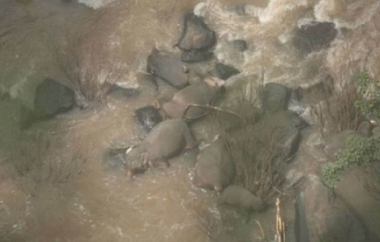 Se eleva a 11 los elefantes muertos en Tailandia