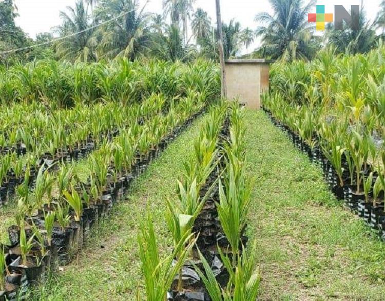 Sembrarán mil 500 plantas de coco en ejido de Coatzacoalcos
