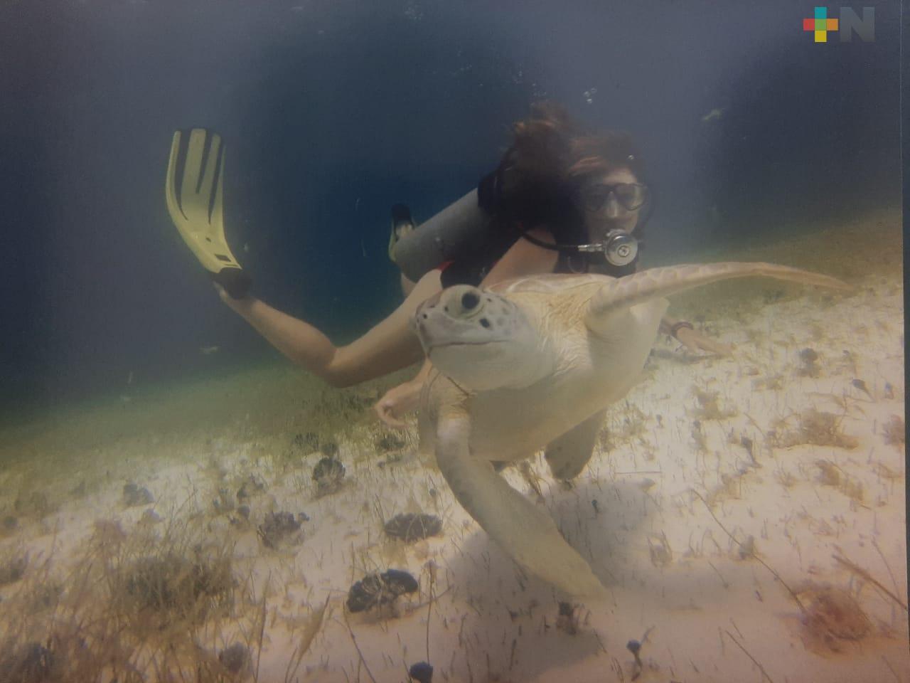 «Ayotl», la exposición que hace reflexionar sobre el cuidado a las tortugas