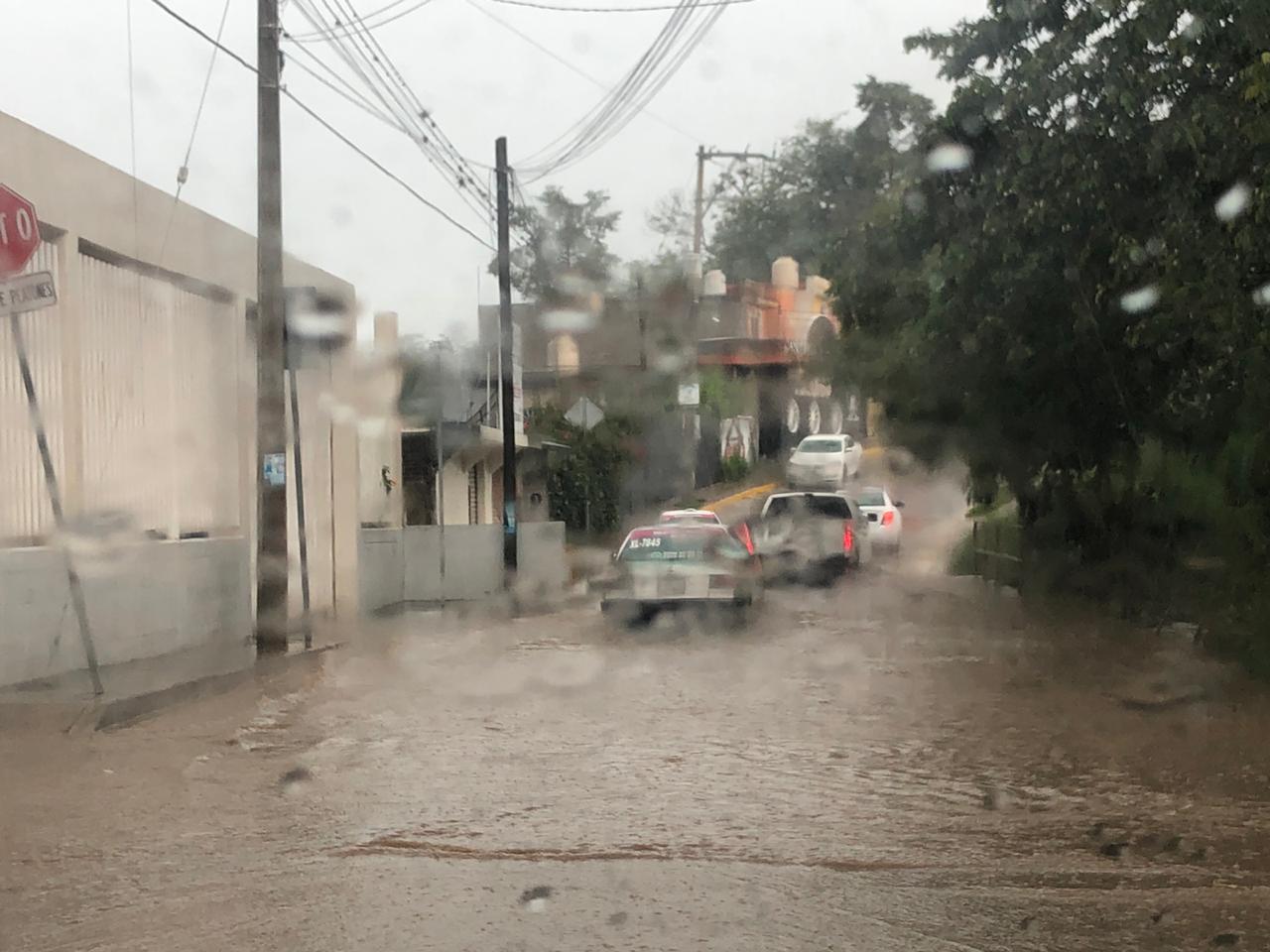 Lluvia en Xalapa genera caída de árbol e inundaciones en diversos puntos de la ciudad