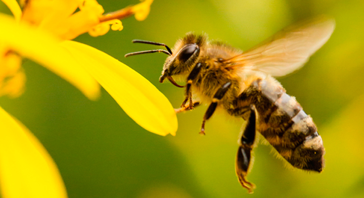 Mancha urbana afecta recolección de miel de abeja