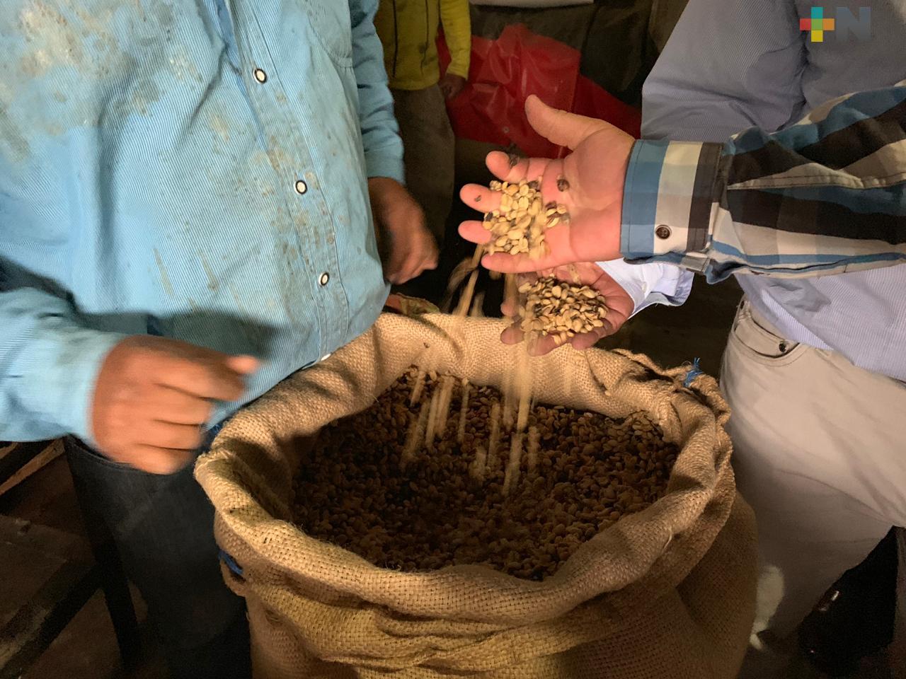 Lanza Sedarpa convocatoria para el primer concurso estatal “Café Veracruz 2023”