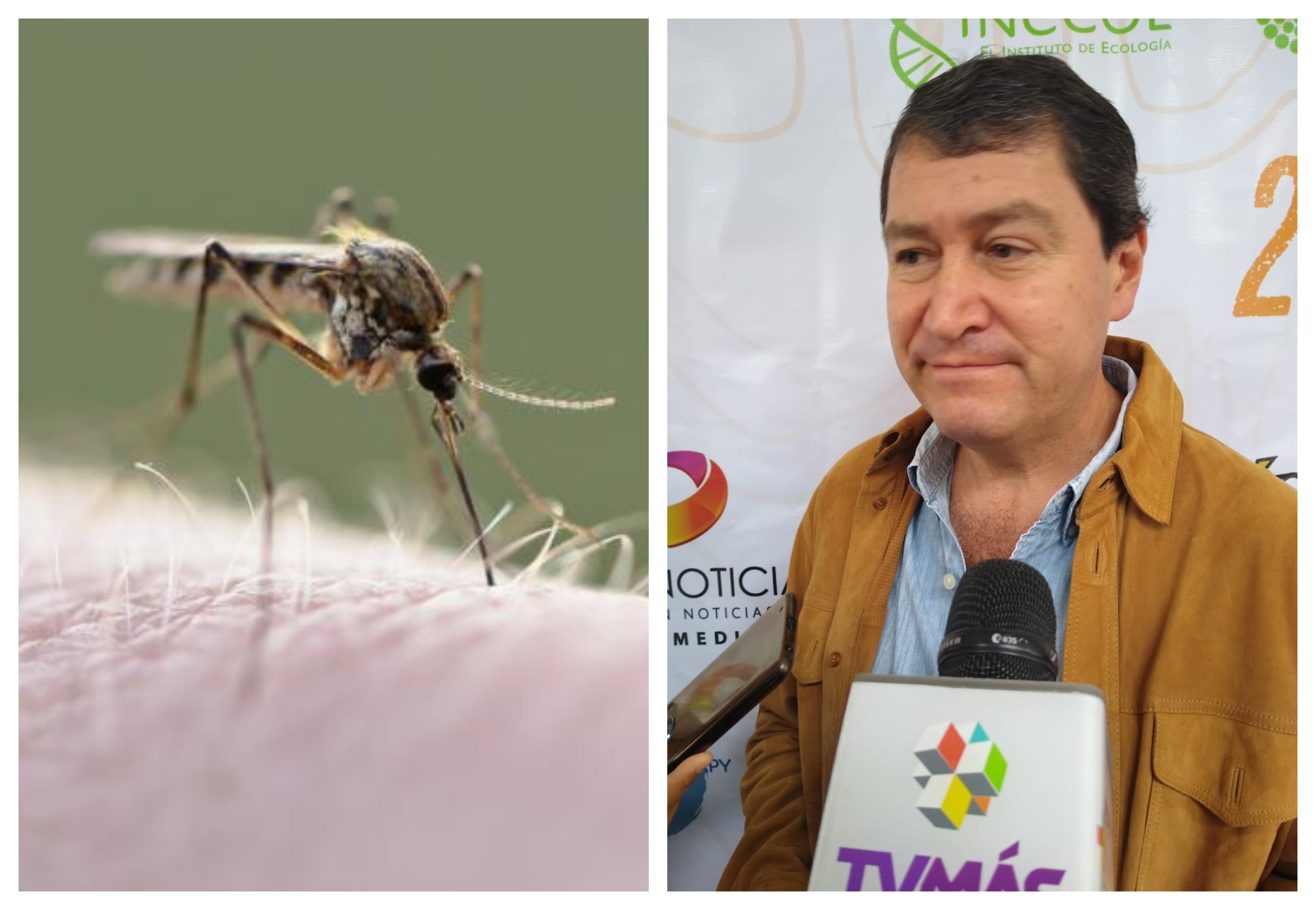Cambio climático hizo al mosco transmisor del dengue más resistente: Inecol