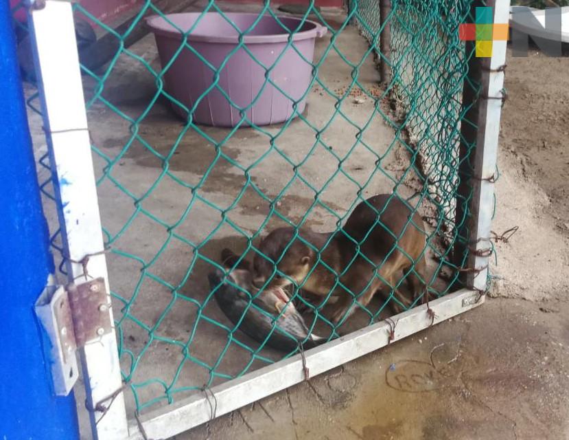 Entregan una nutria de río a PC de Coatzacoalcos; será enviada al Acuario de Veracruz