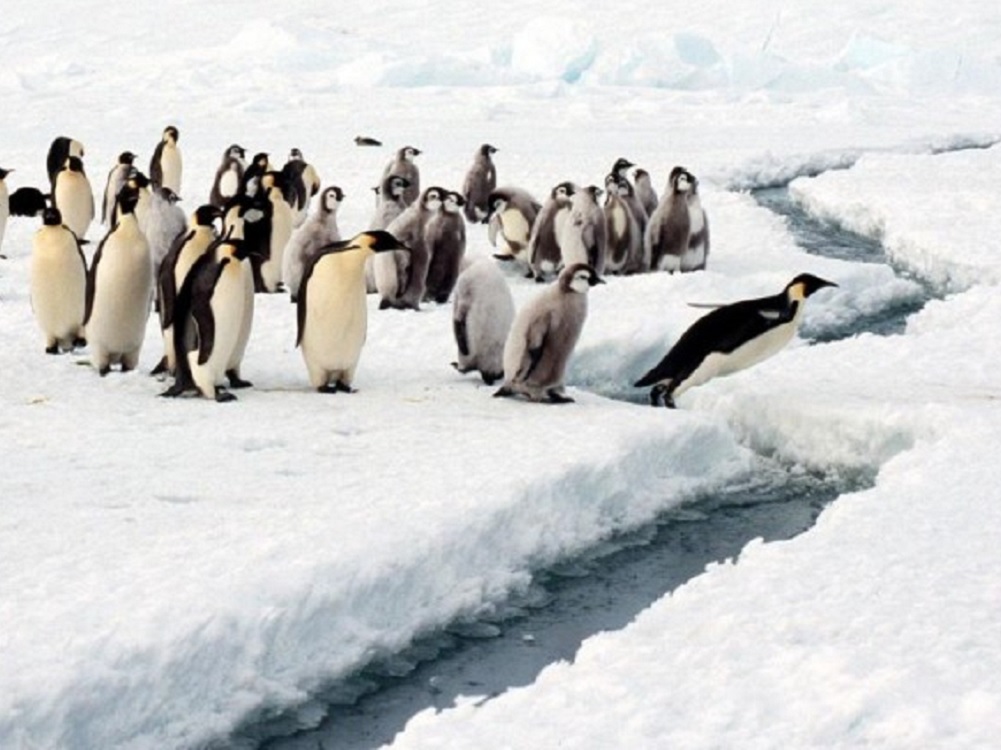 Hallan microplásticos en heces de pingüinos