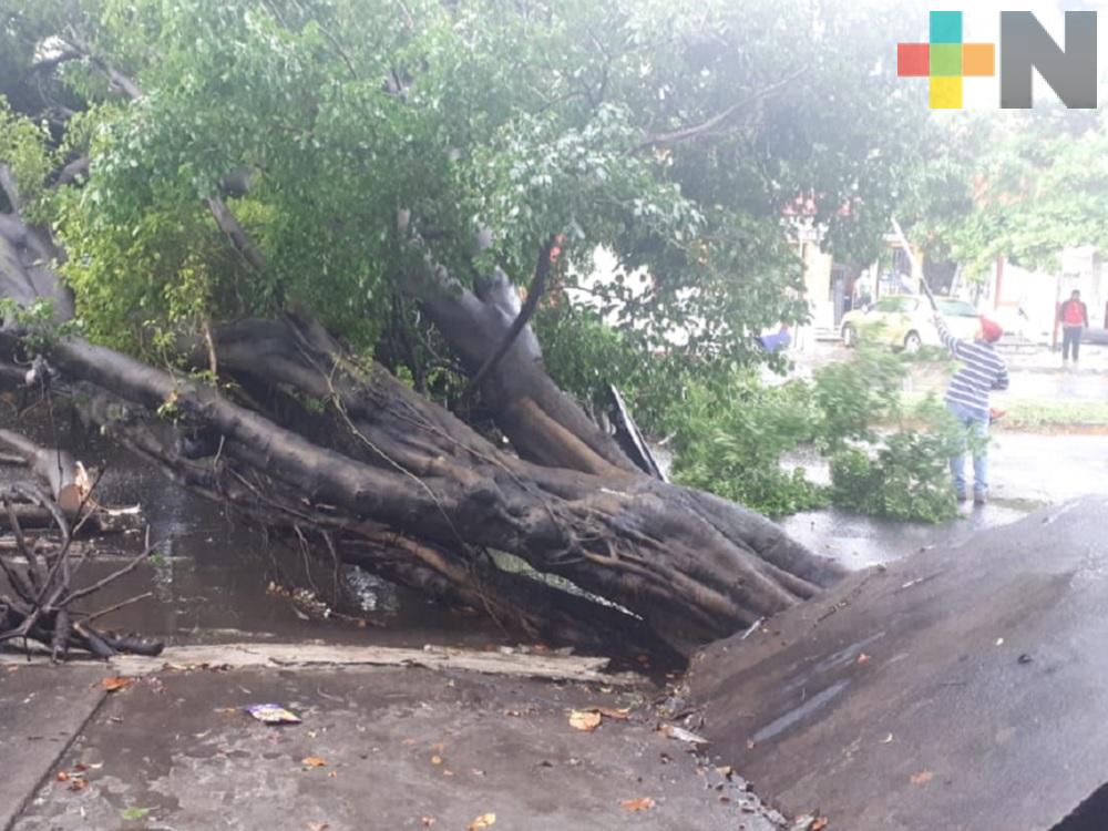 Árbol cae en avenida de Veracruz puerto; deja sin servicio de agua a vecinos