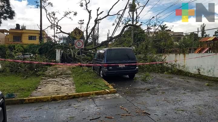Inundaciones y árboles caídos en Xalapa por lluvia