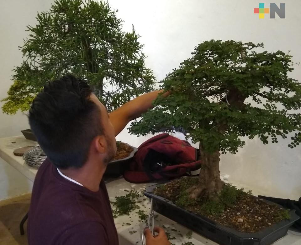 Abierta la exposición de árboles bonsai en el Centro Recreativo Xalapeño