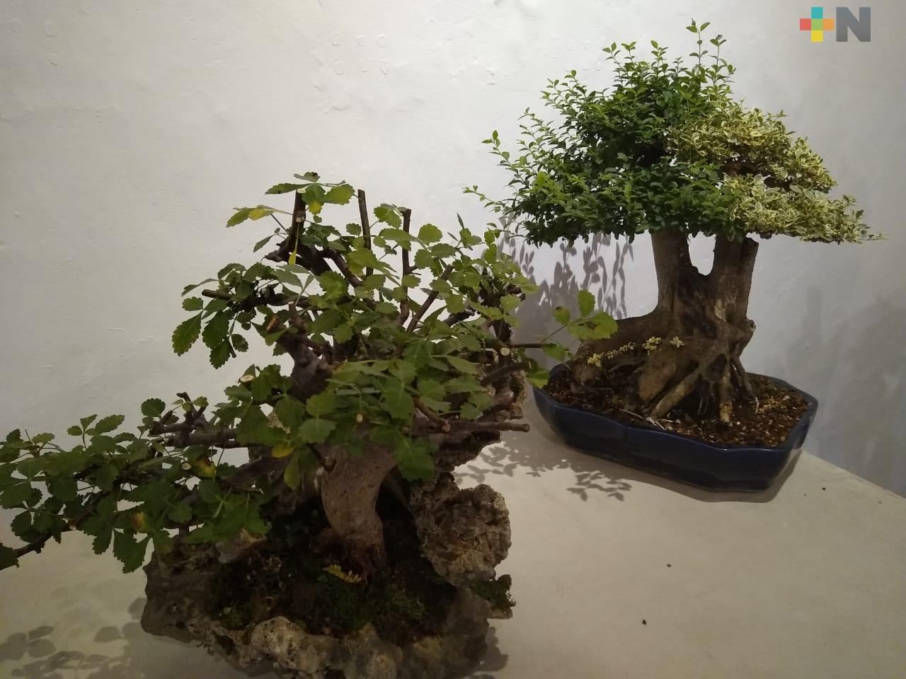 Cultivo de árboles bonsái, terapia para cultivar la paciencia
