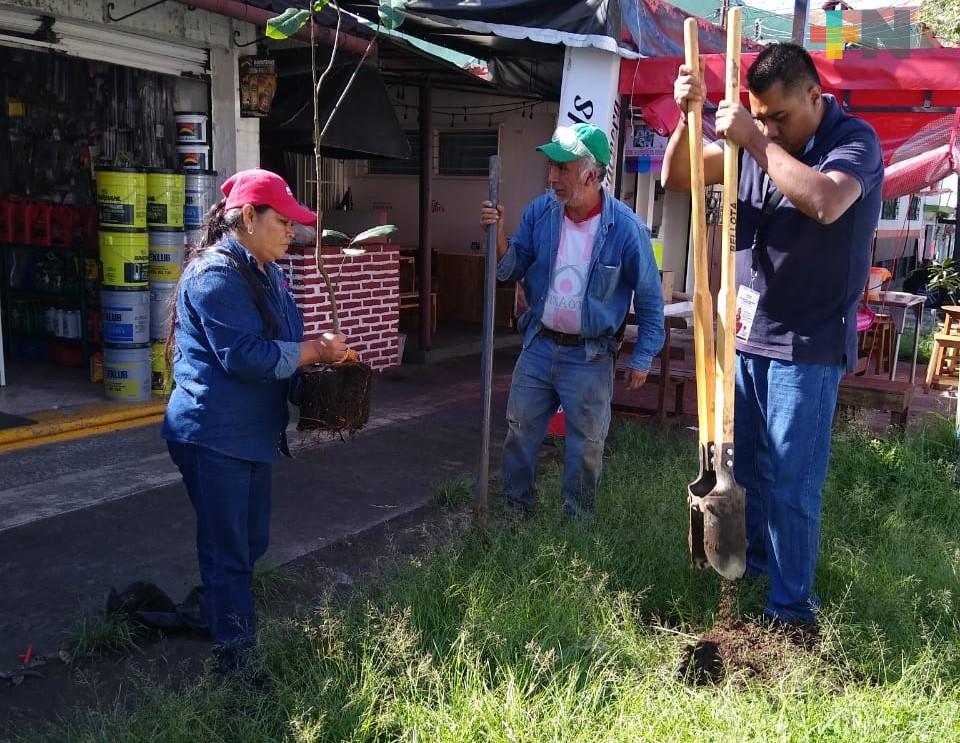 Ayuntamiento de Xalapa reforesta la avenida Miguel Alemán; proyecta sembrar 5 mil árboles al año