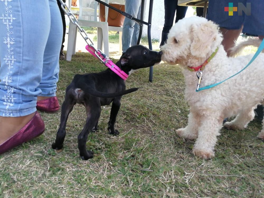 Aumenta la cultura de adopción de perros abandonados en Coatzacoalcos