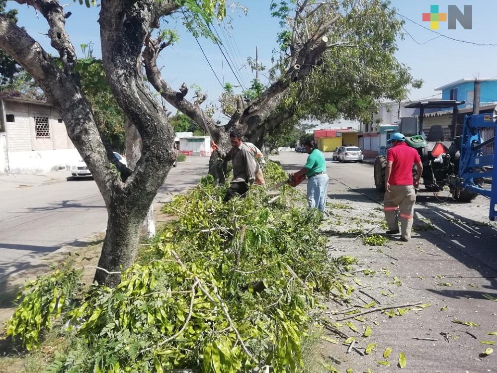 Realiza ayuntamiento de Coatzacoalcos poda de árboles para evitar riesgos a la población