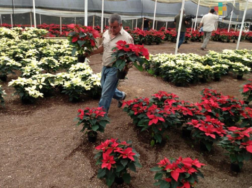 Comunidad La Estanzuela, sede de la «Feria de la Nochebuena”