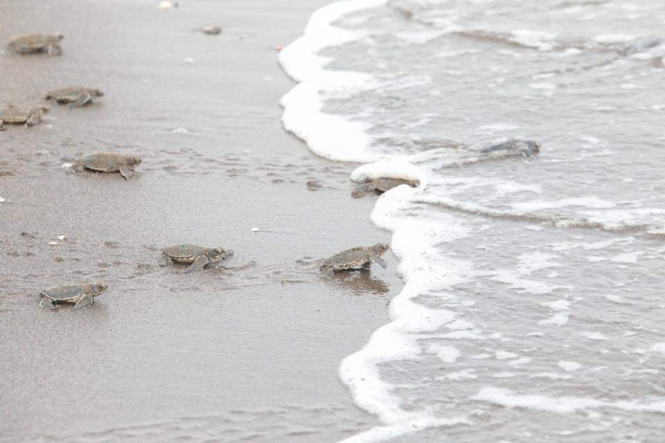 Continúa la liberación de tortugas lora en Tuxpan
