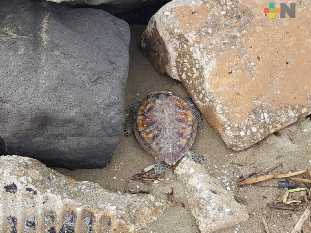 Encuentran tortugas muertas en Coatzacoalcos