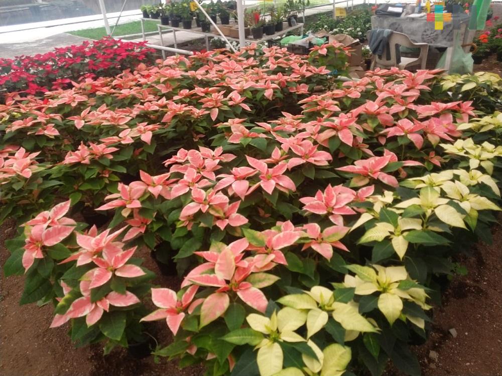 En Xalapa, inicia la venta de flor de Noche Buena En Xalapa, inicia la venta de flor de Noche Buena