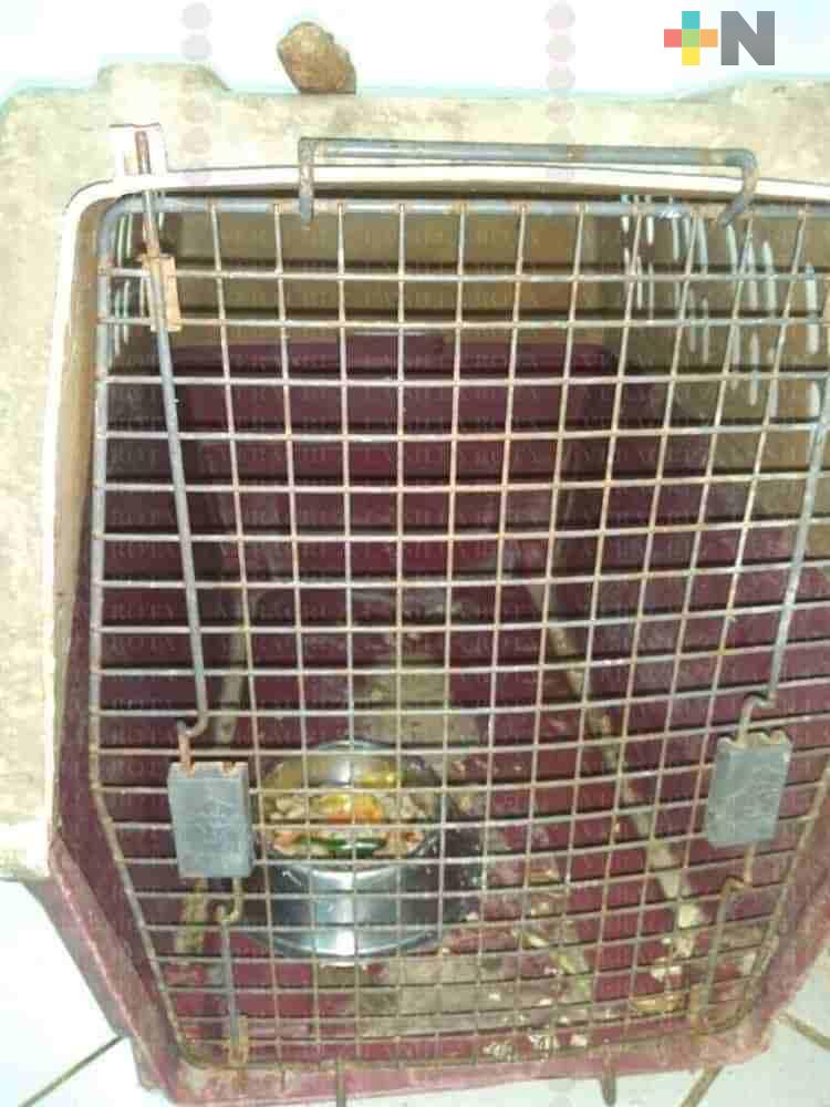 Sustraen guacamaya en peligro de extinción del Zoológico de Veracruz