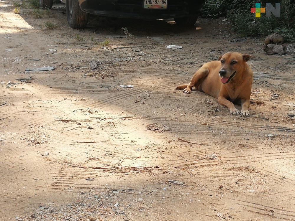 En isla de Alvarado abandonan perros; piden se tomen acciones