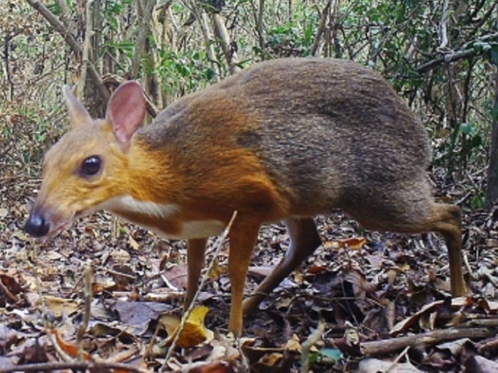Reportan avistamiento de ciervo ratón que se creía extinto en Vietnam