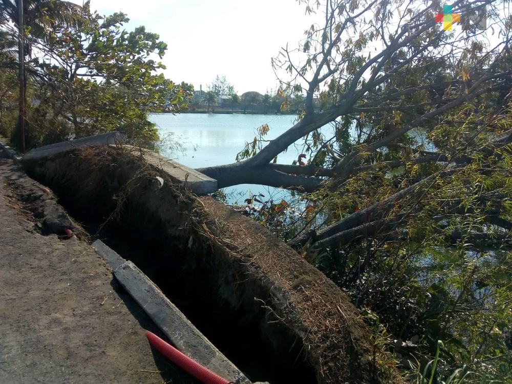 Sin concluir limpieza y retiro de árboles caídos en municipio de Veracruz