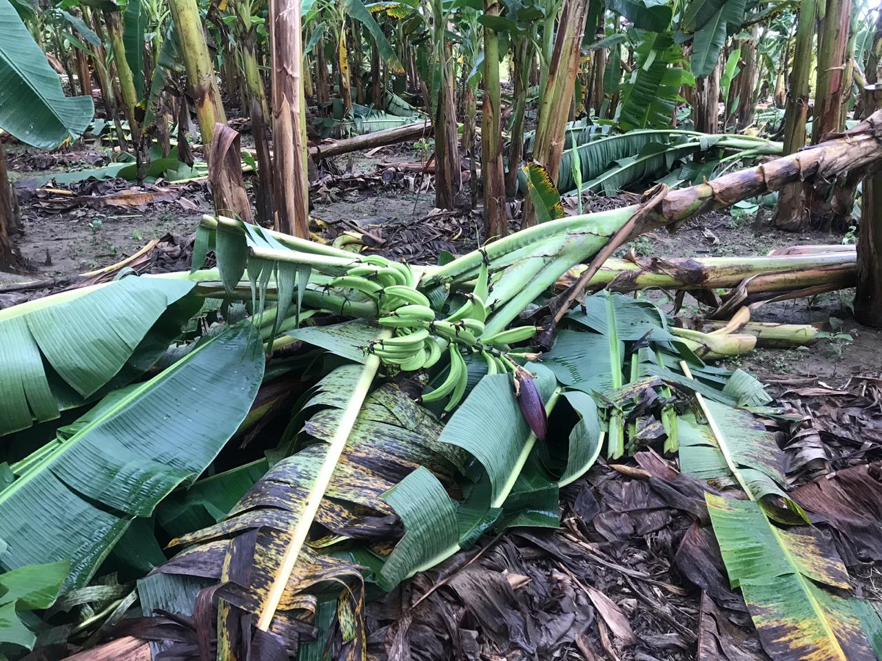 Destrozó Frente Frío 8 cosecha de plátano macho