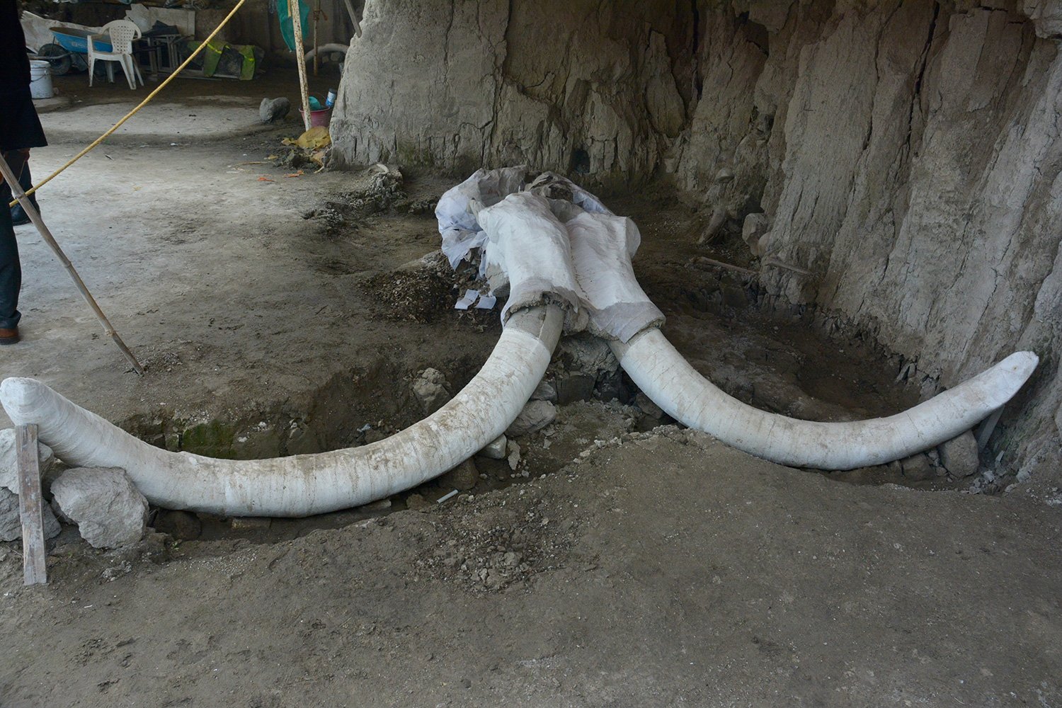 Descubren cacería y destazamiento de mamuts  en Tultepec