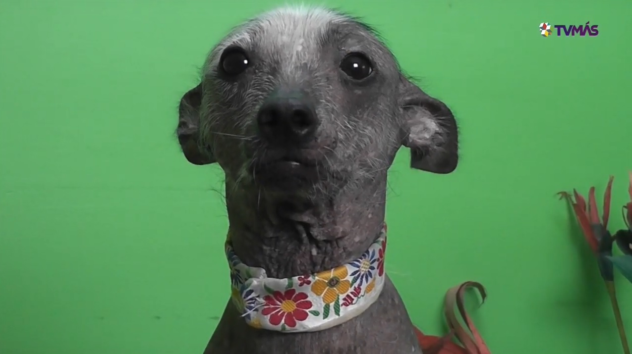 Xoloitzcuintle, importante para llegar al Mictlán