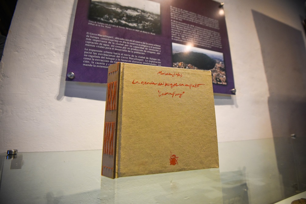 Xalapa, una región de hongos comestibles