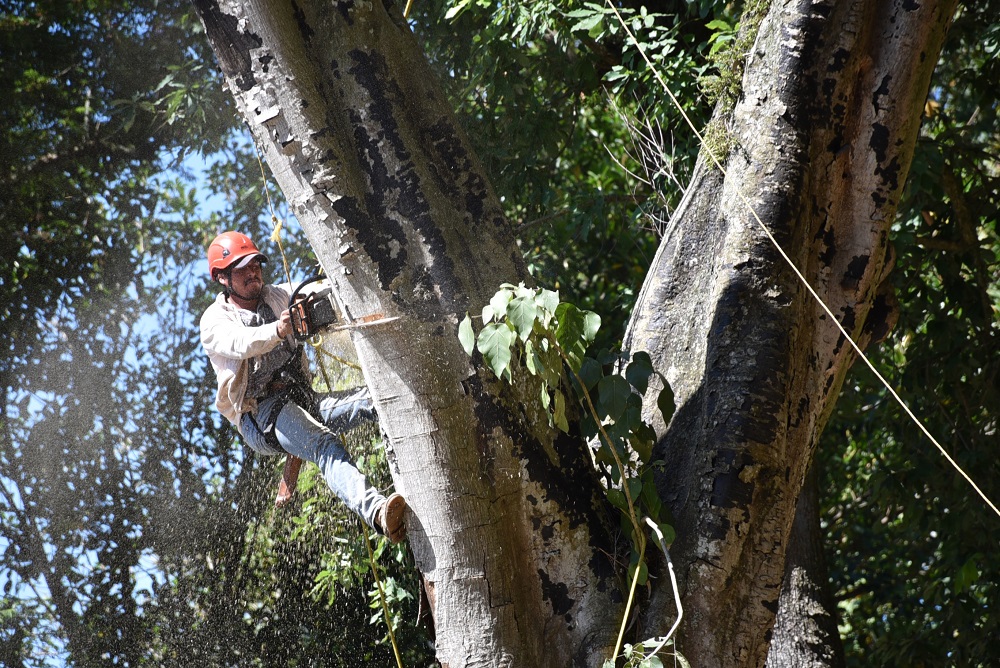 Intervendrán arbolado del parque Los Berros