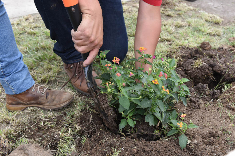 Trabajan ayuntamiento de Xalapa y asociaciones civiles por una ciudad verde