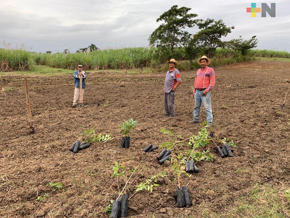 Plantarán en Veracruz más de 50 millones de árboles en Segunda Jornada Nacional de Siembra “desde el corazón de nuestra tierra”