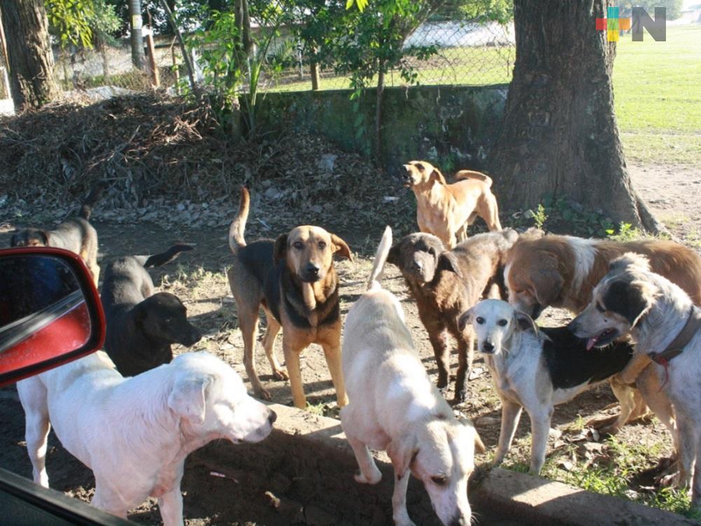 Campañas de esterilización de mascotas da buenos resultados en la región de Martínez de la Torre