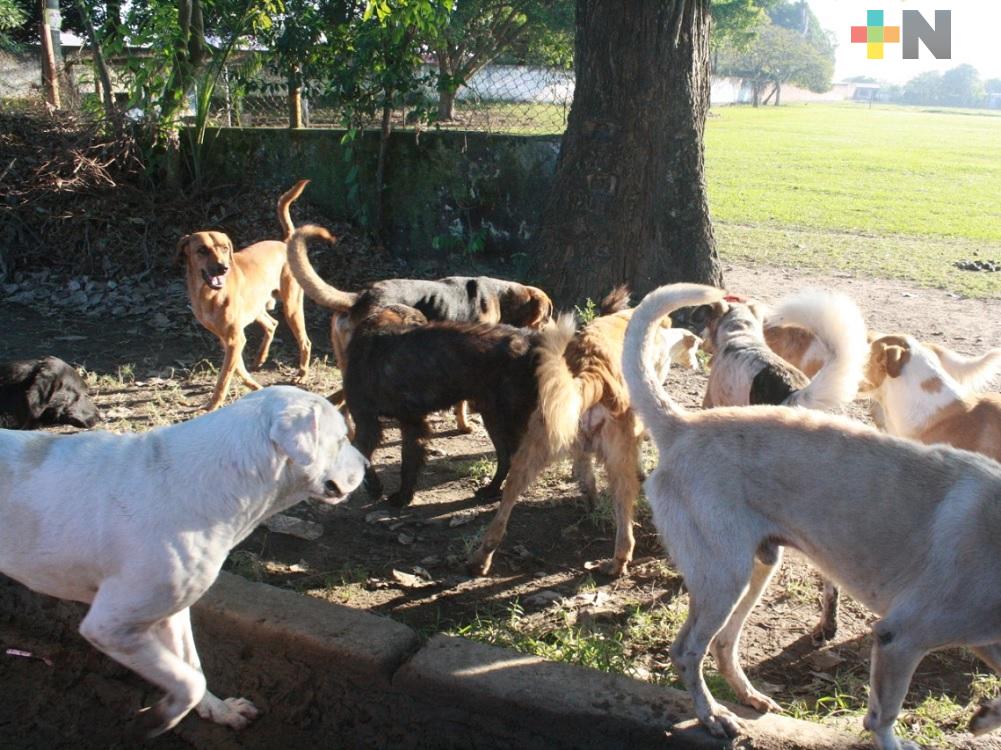 Iniciará vacunación antirrábica en Coatzacoalcos